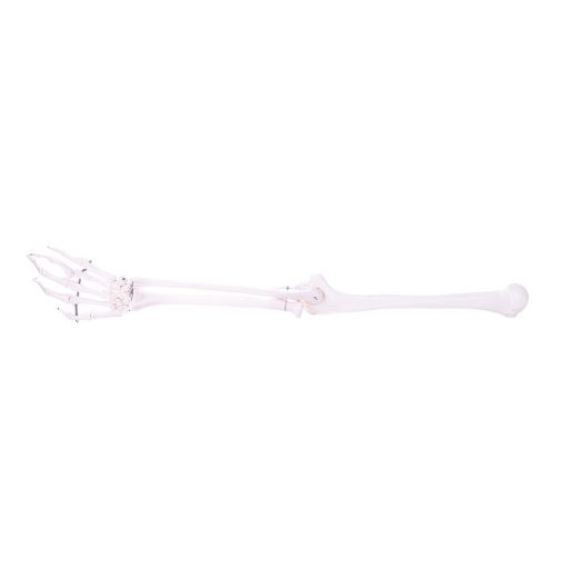Skeleton arm model