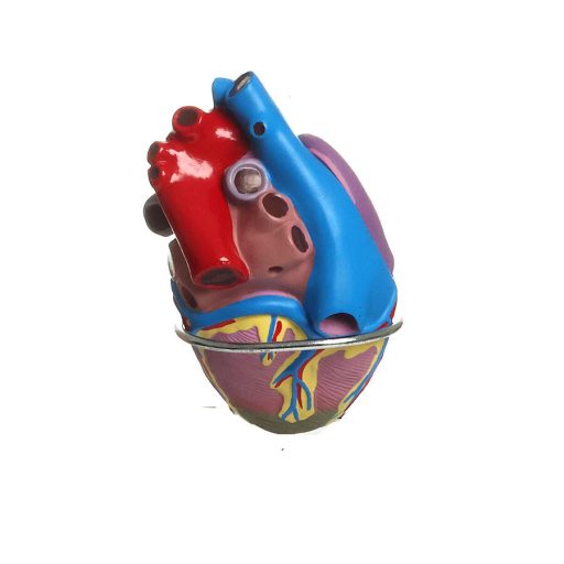 Hypertension model