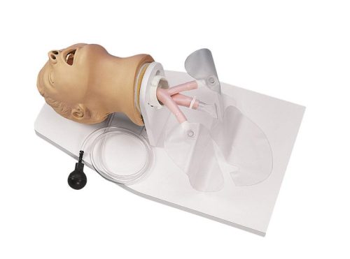 Adult intubation simulation head Airway Larry