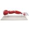 Arm muscle model