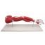 Arm muscle model