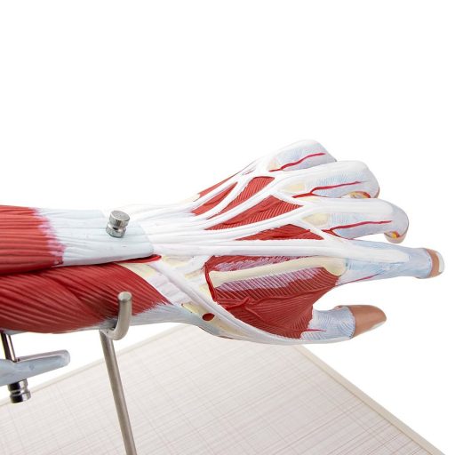 Arm muscle model