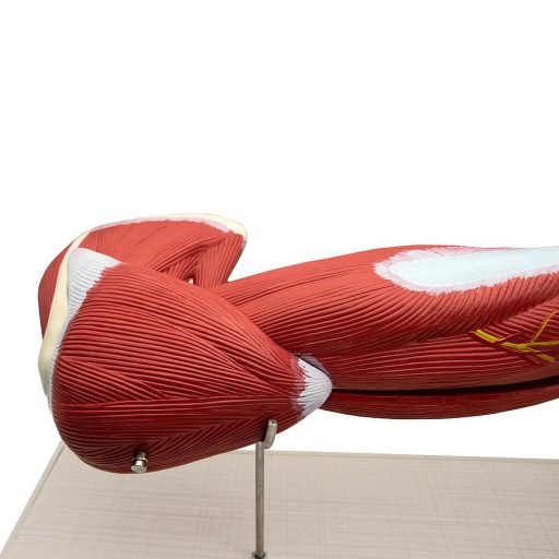 Arm muscle model