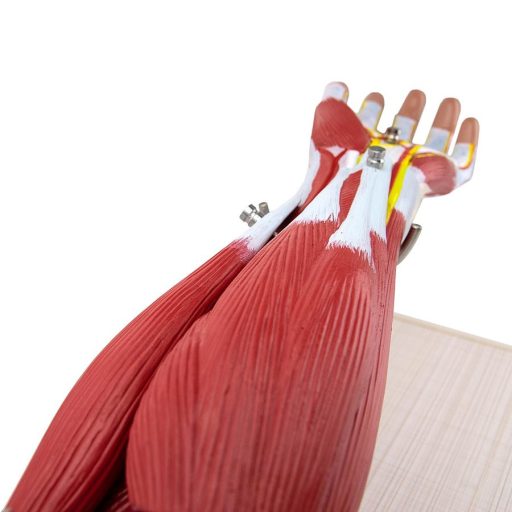 Arm muscle model