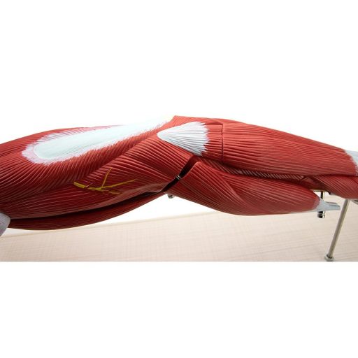 Arm muscle model