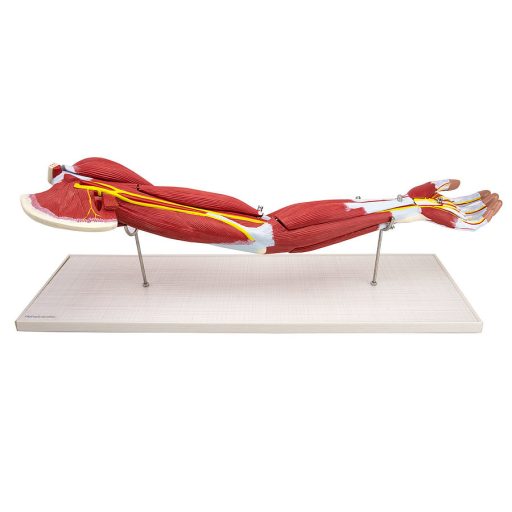 Arm muscle model