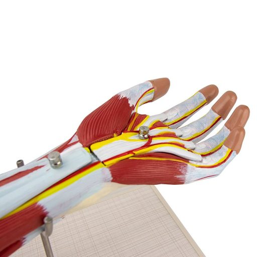 Arm muscle model