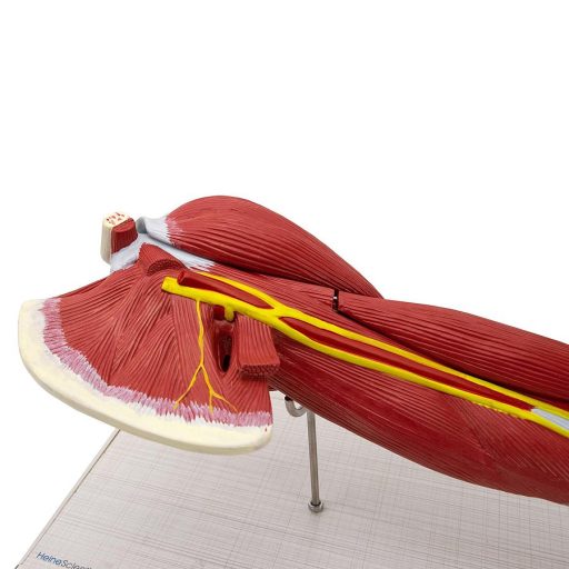 Arm muscle model