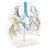 Transparent lung model