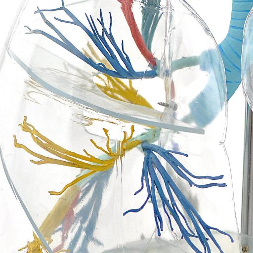Transparentes Lungenmodell