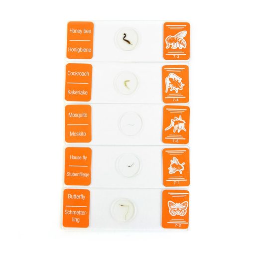Prepared microscope slide set school