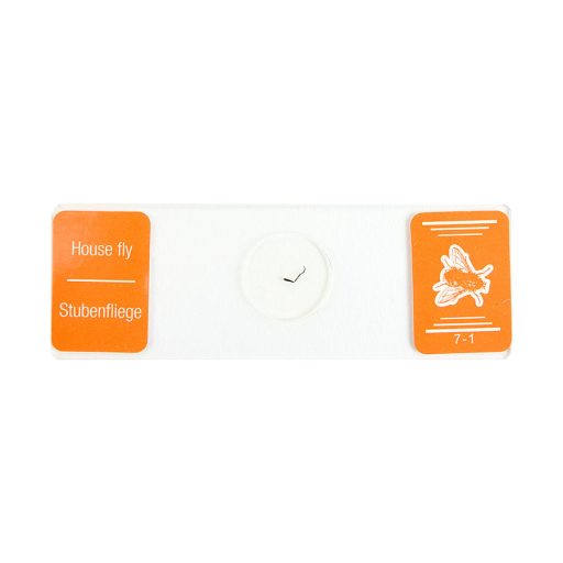 Prepared microscope slide set school