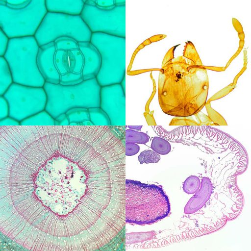 Prepared microscope slide set school