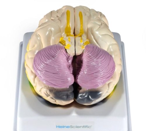 Model mózgu z obszarami funkcjonalnymi