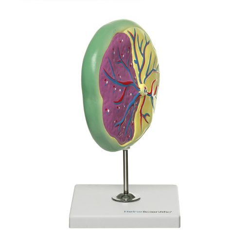 Model of the placenta