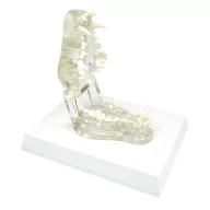 Transparent canine jaw