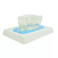 Transparent canine jaw