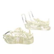 Transparent canine jaw