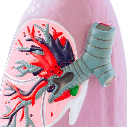 Anatomical model of a lung