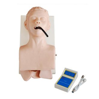 Trachea Intubation Model