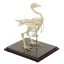 Chicken skeleton