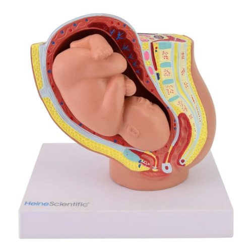 Miniaturowy model ciąży