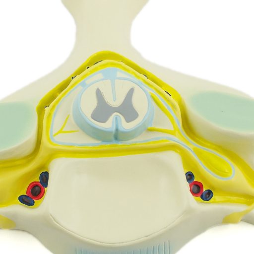Vertebra and spinal cord