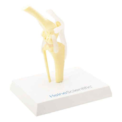 Canine knee with ligaments