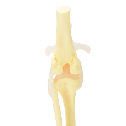 Canine knee with ligaments