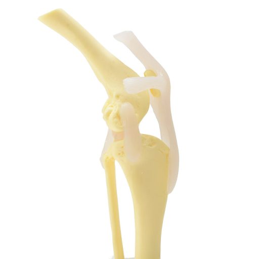 Canine knee with ligaments