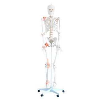 Flexible skeleton with ligaments