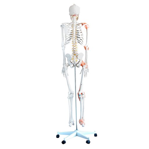 Flexibles Skelett mit Bändern