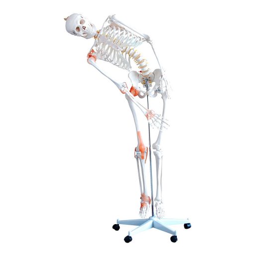 Flexibles Skelett mit Bändern