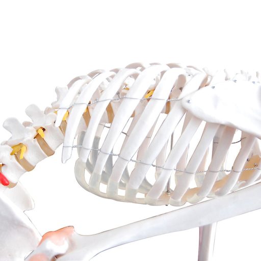Flexibles Skelett mit Bändern