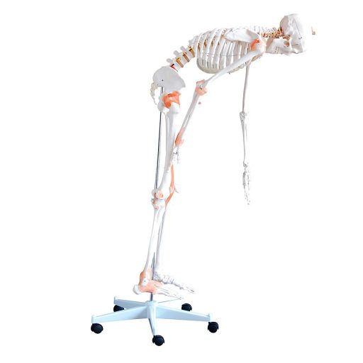 Flexibles Skelett mit Bändern