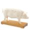 "Schwein" Akupunkturmodell 