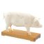 "Schwein" Akupunkturmodell 