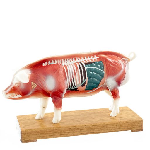 "Schwein" Akupunkturmodell 
