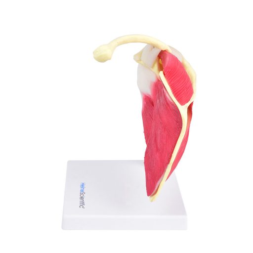 Model of a shoulder joint
