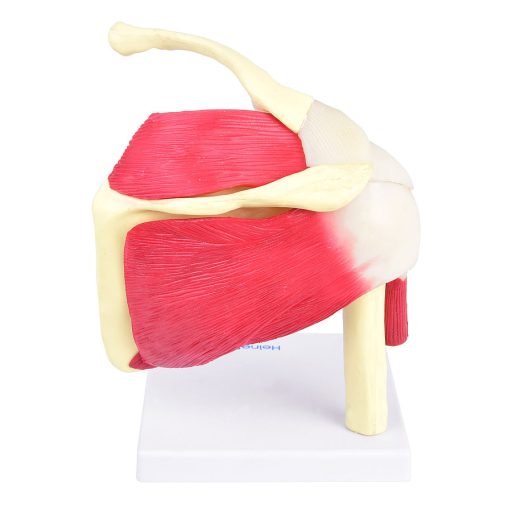 Model of a shoulder joint