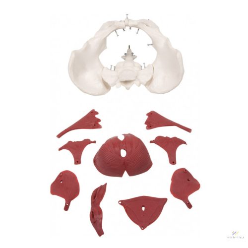 Female 12 piece pelvis model