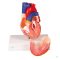 Life-size two-piece heart model