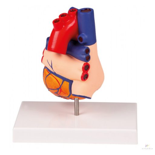 Life-size two-piece heart model