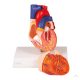 Two-piece heart model