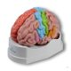 Life-size brain model, 5 parts