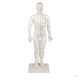 Chinese acupuncture figure, male