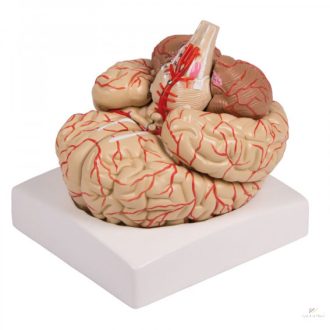 Brain model, 9 parts