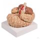 Brain model, 9 parts