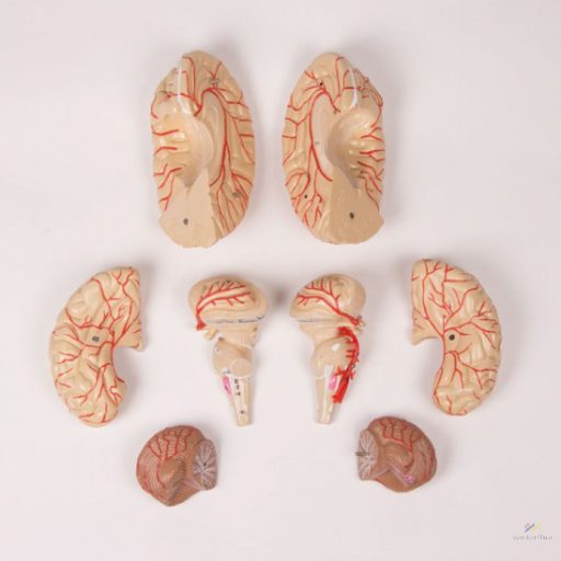 Brain model, 9 parts