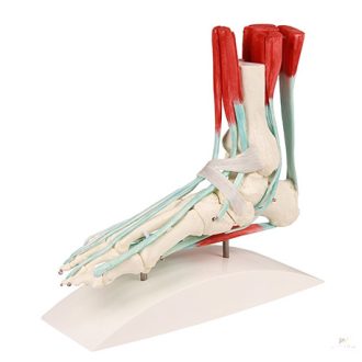 Leg skeleton with ligament